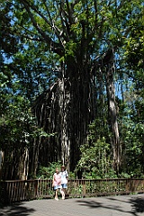 0476 Curtain Fig Tree